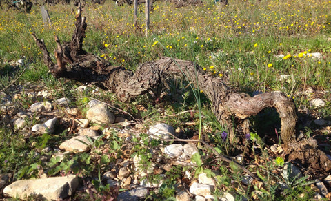 Sang Des Cailloux - Discover Wildness in the Southern Rhône