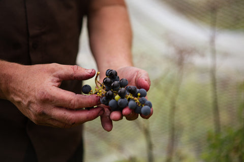 Vermont Wine